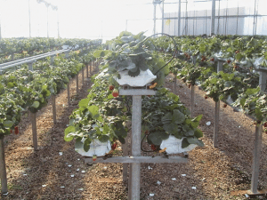 Silicio en el control de Botrytis