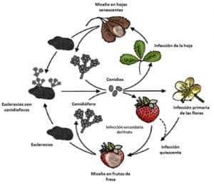 Botrytis cinerea en frutilla/fresa