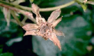 Botrytis cinerea en frutilla/fresa