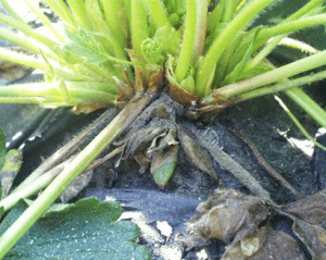 Botrytis cinerea en frutilla/fresa