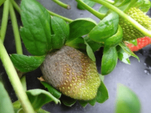 Botrytis cinerea en frutilla/fresa