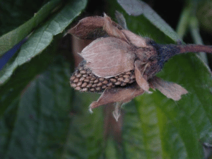 Botrytis cinerea en frutilla/fresa