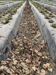 Botrytis cinerea en frutilla/fresa