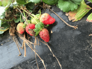 Botrytis en frutilla/fresa