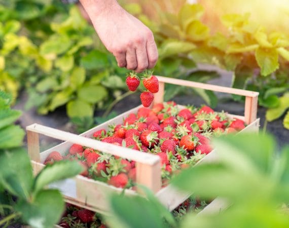 Conoce los beneficios de las Frutillas/Fresas para 5 grandes problemas de salud