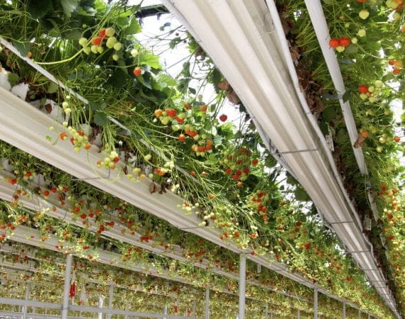 Frutilla/fresa en sustrato: 5 Aspectos clave en el establecimiento de tu proyecto