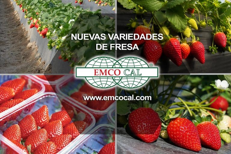 Las ventajas de las variedades de frutilla de la Universidad de Florida: sus características y manejo para producción en Chile y Sudamérica.