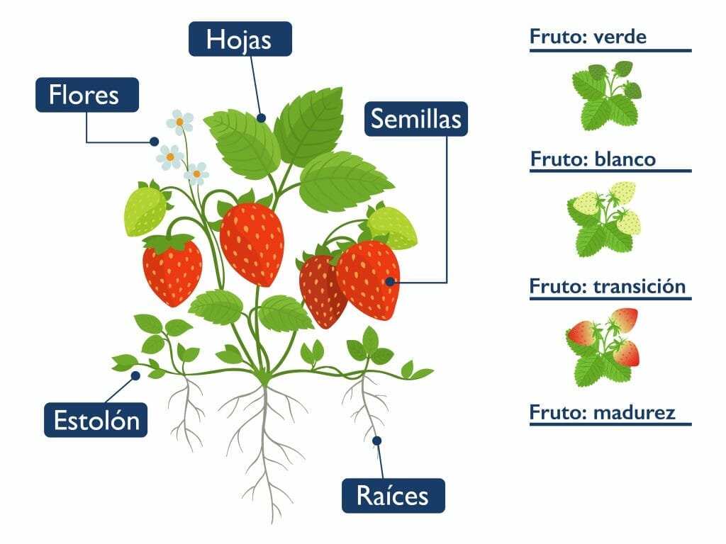 PubliR frutillas